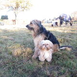 2 knapperds.