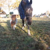 Foto van liesbeth,Turbo,Luna, Levi en Faith