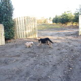 Foto van liesbeth,Turbo,Luna, Levi en Faith