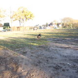 Foto van liesbeth,Turbo,Luna, Levi en Faith