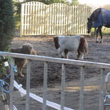 Luna en levi houden de paardjes goed in de gaten. Levi hoopt dat hij…