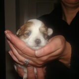 onze pup..nog 4 weekjes wachten