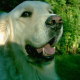 Foto van Ramona, Benji