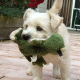Foto van Ramona, Benji