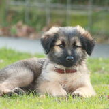 Foto van team Shadow