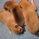 kenai als pup samen met broertje en zusje