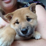 kenai als pup, 49dagen oud