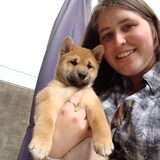 kenai als pup, 52dagen oud