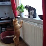 kenai als pup met de kat