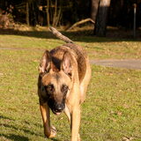 Foto van Hetty & Skipper