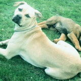 Roedelleidster Masha past op de kleine