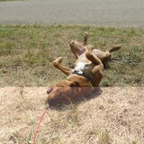 rollee!
