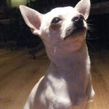 Foto van ~Saartje & de chihuahua roedel ~