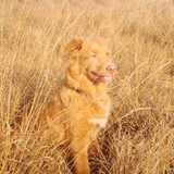 Foto van Lisette, Chico & jersey