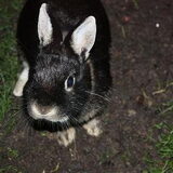 RIP lieve Mitu....