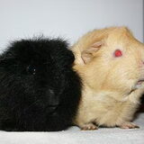 Blacky en Rosalina, zijn inmiddels herplaatst