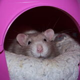 Jens