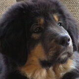 Onze Tibetaanse Mastiff roepnaam Babs , als snoezige pup van 10 weken !