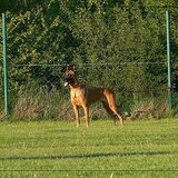 Foto van 3 draken