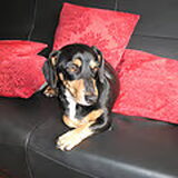scruffie mijn eerste hondje X tekel jackrussel