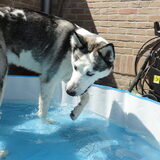 Nala op een warme dag in het zwembadje