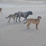 Hp wandeling 03-12-2011