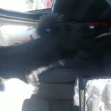 little woody!!aan het wachten op mama,in de auto