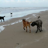 castricum 3-12-11