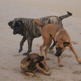 Foto van Vrouwtje van Denzel en Diva (R.I.P. Dixie)