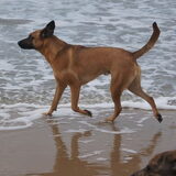 Foto van Vrouwtje van Denzel en Diva (R.I.P. Dixie)