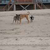 Foto van Vrouwtje van Denzel en Diva (R.I.P. Dixie)