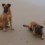 Foto van Vrouwtje van Denzel en Diva (R.I.P. Dixie)