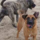 Foto van Vrouwtje van Denzel en Diva (R.I.P. Dixie)