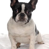 Foto van Hannah, Oscar en Koda