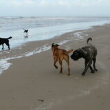 Foto van José • Rover