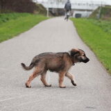 Foto van team Shadow