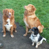 Buddy met Tollers Orion en Novas