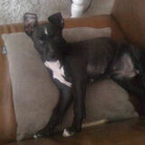 Foto van Rainbowfox