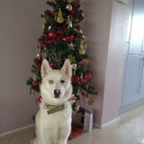 dit wordt onze kerstkaart voor dit jaar :)