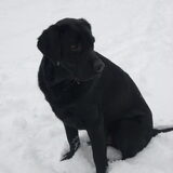 Foto van Lizy en de doggies