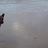Foto van Vrouwtje van Denzel en Diva (R.I.P. Dixie)