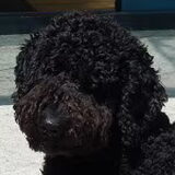 sanyu hier geboren in 2010 kind van spetter, golden doodle