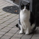 Foto van Marleen , Blacky & Justy