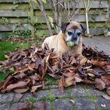 lekker in de herfstbladeren liggen