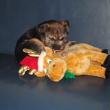 Amber even bet Rudolf December 2011