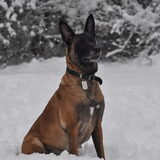 Tasja in de sneeuw