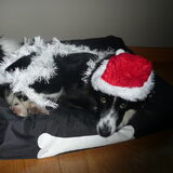 woody in kerstsfeer!!!
