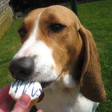 dit is johnny (basset)3 jaar.