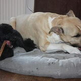 Samen kluiven