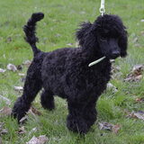 Billy-Boy 5 maanden oud. Zojuist geknipt in leeuwenkapsel,nu lijkt hij…